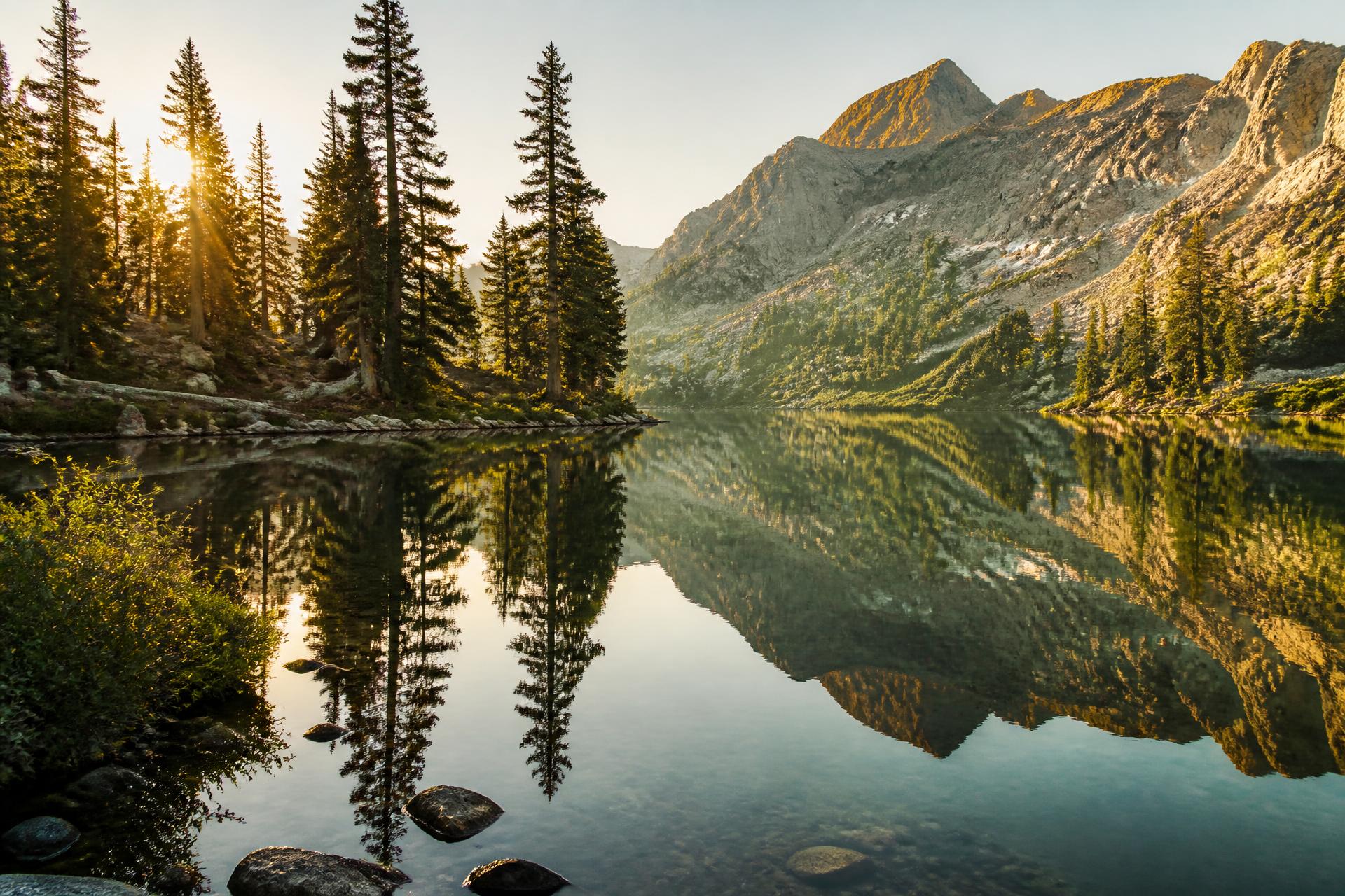Misty pine forest at dawn reflected on a still lake